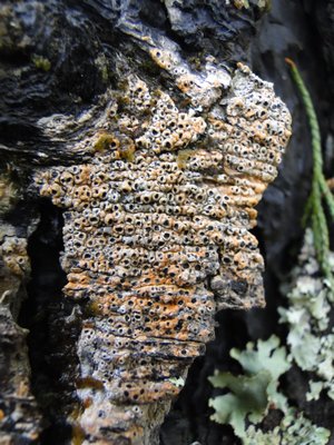 [Thelotrema laurisilvae]